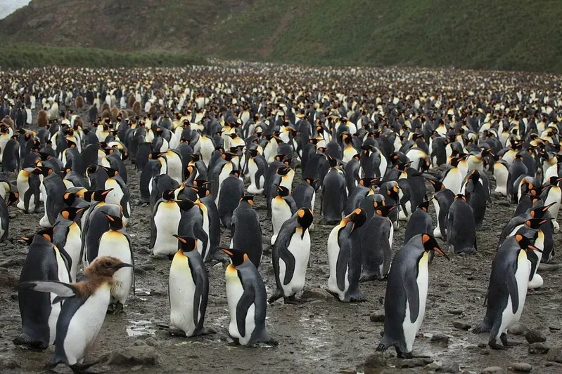 Kungspingviner påå South Georgia Island